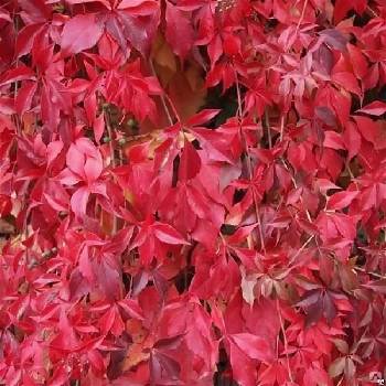 Виноград девичий пятилисточковый (Parthenocissus quinquefolia)